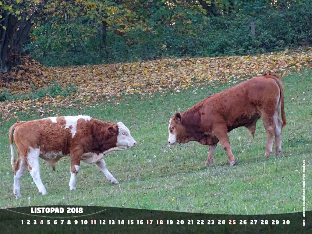 111_listopad